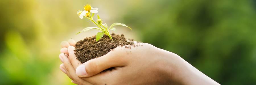 Close-up of hands holding soil with a small flowering plant, symbolizing growth, care, and environmental sustainability