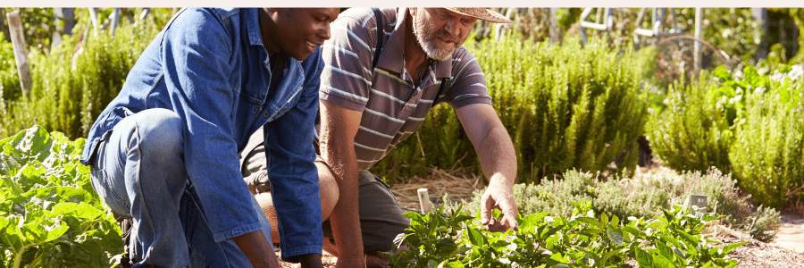 Two people working together in a community garden, showing teamwork and shared giving