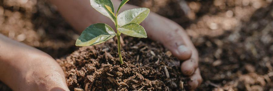 Hands gently plant a small sapling in fresh soil, showing a simple way to care for nature.

