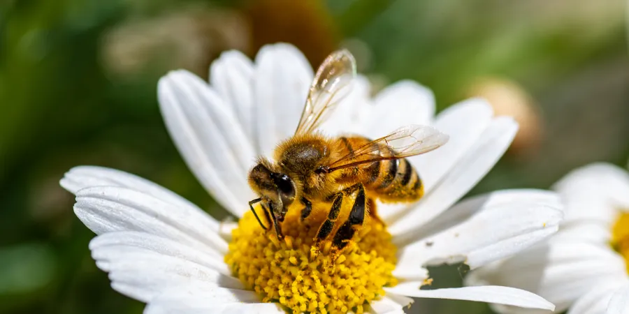 How to Be Bee-Friendly This Week: Simple Habits that Protect Pollinators