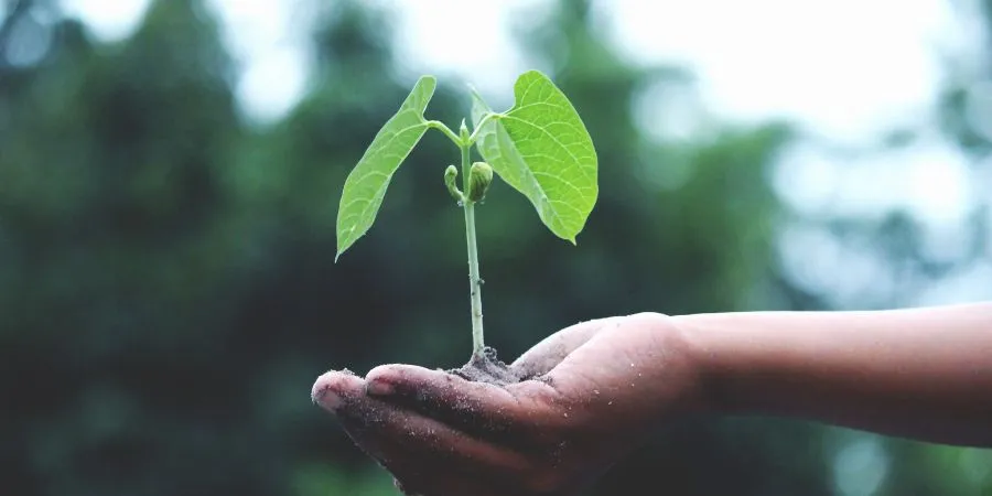 What Is Regenerative Living? Meaning, . Examples, and How It Differs from Sustainable Living